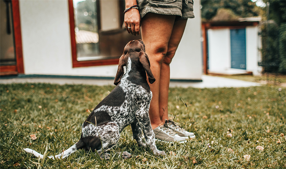 Dog Basic Training Before Dog Agility